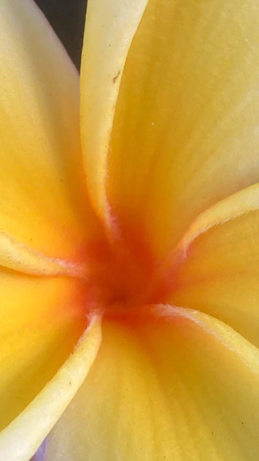 Hawaiian Mellow Plumeria Plants – 10+ White Yellow Pink Frangipani, Temple Tree, Tropical Garden Favorite