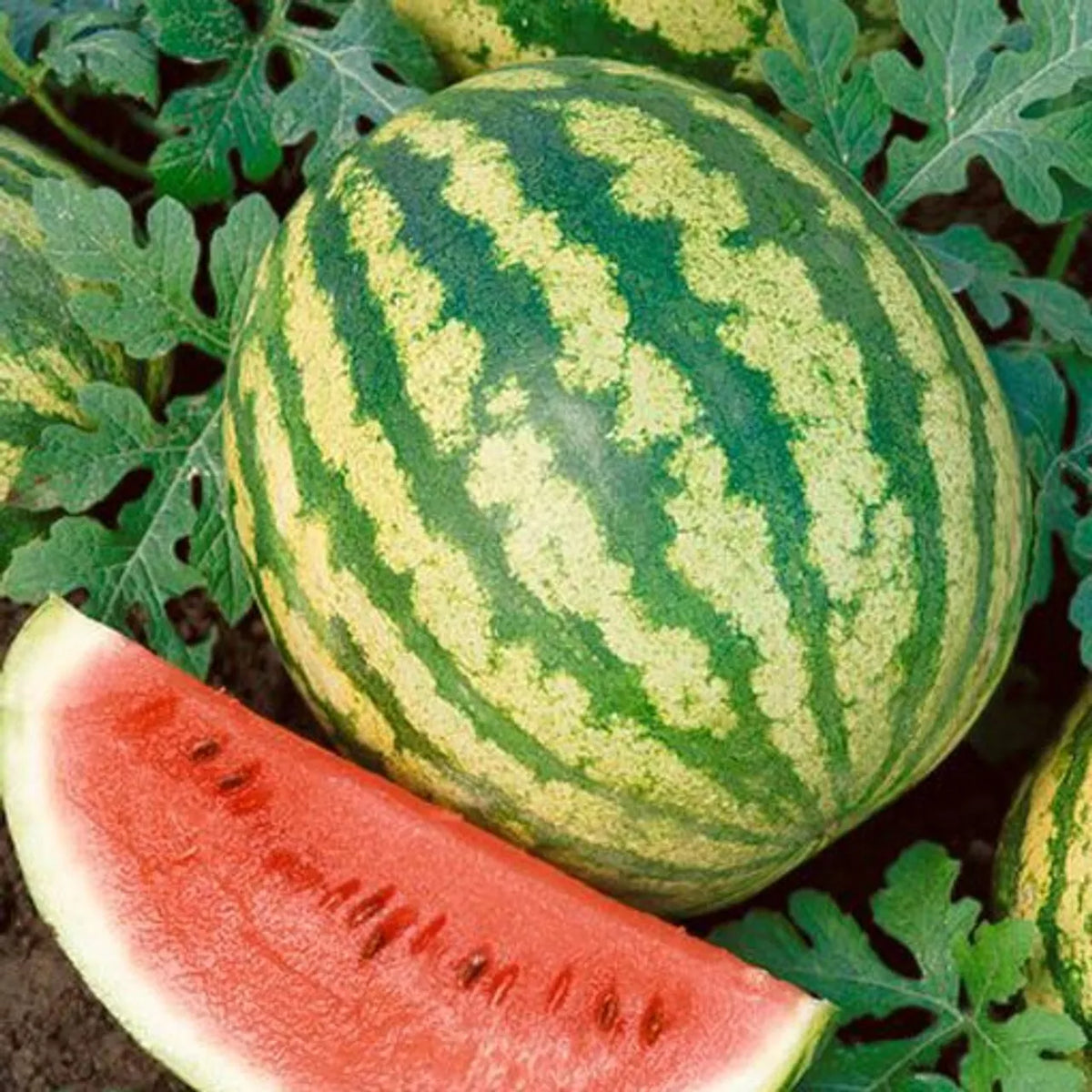 Crimson Sweet Watermelon Seeds, NON-GMO Heirloom, Citrullus lanatus, Sweet Flavor, Perfect for Home Gardens