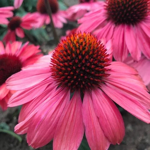 Coral Craze Coneflower Seeds - 50 Perennial Echinacea purpurea for Vibrant Garden Blooms and Pollinator Attraction