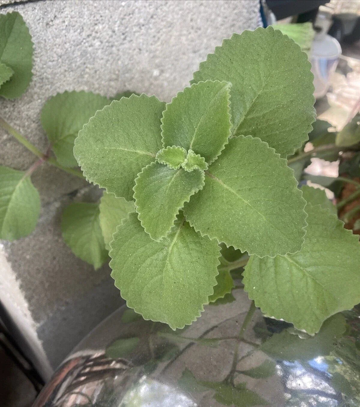 Rooted Cuban Oregano, Mexican Mint & Spanish Thyme Plants - Plectranthus amboinicus, Polianthes tuberosa, Satureja thymbra