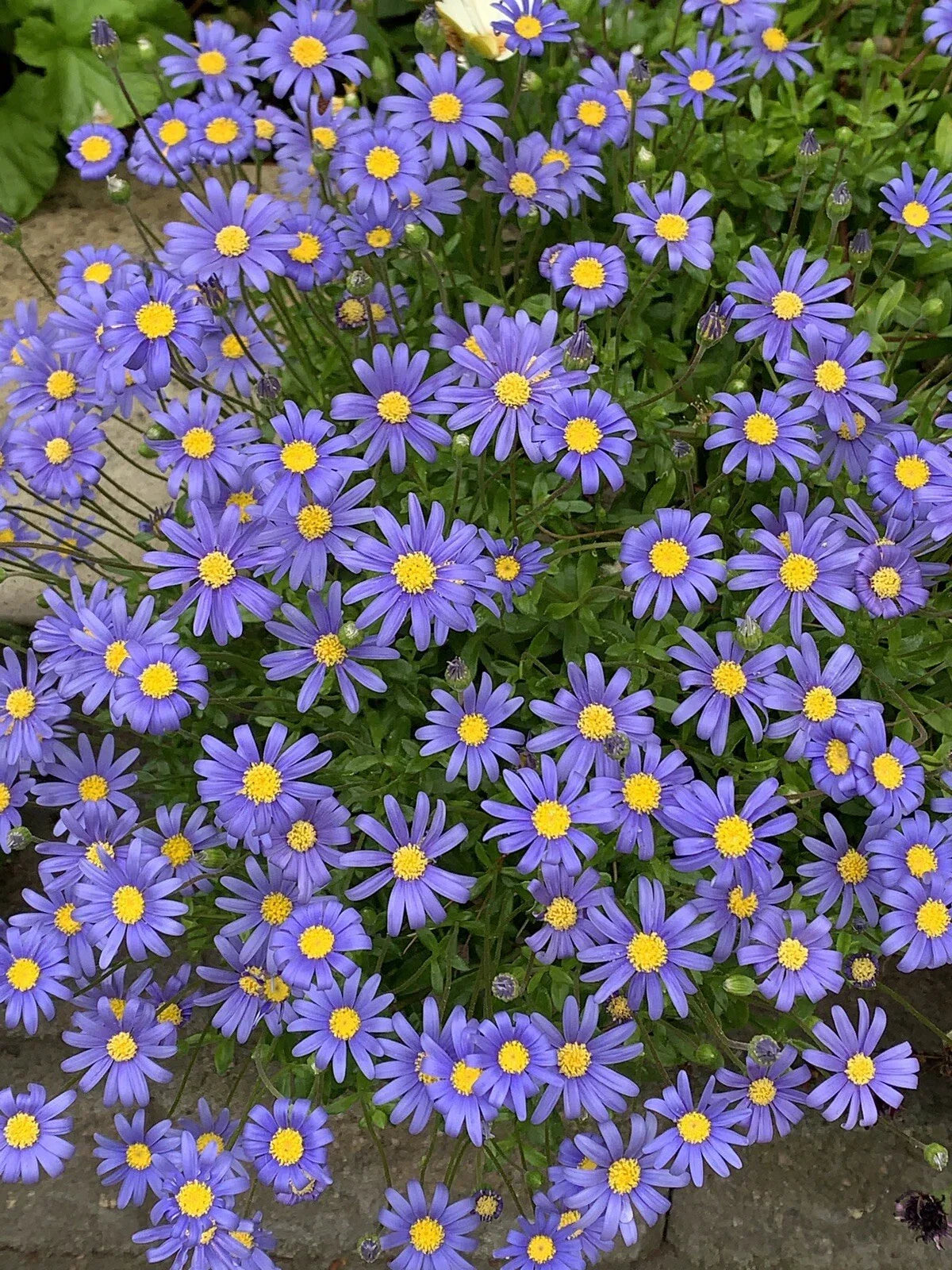 Blue Daisy Plants 3 Inch Pots | Perennials with Vibrant Blue Flowers | Felicia amelloides | 5-6 Plants