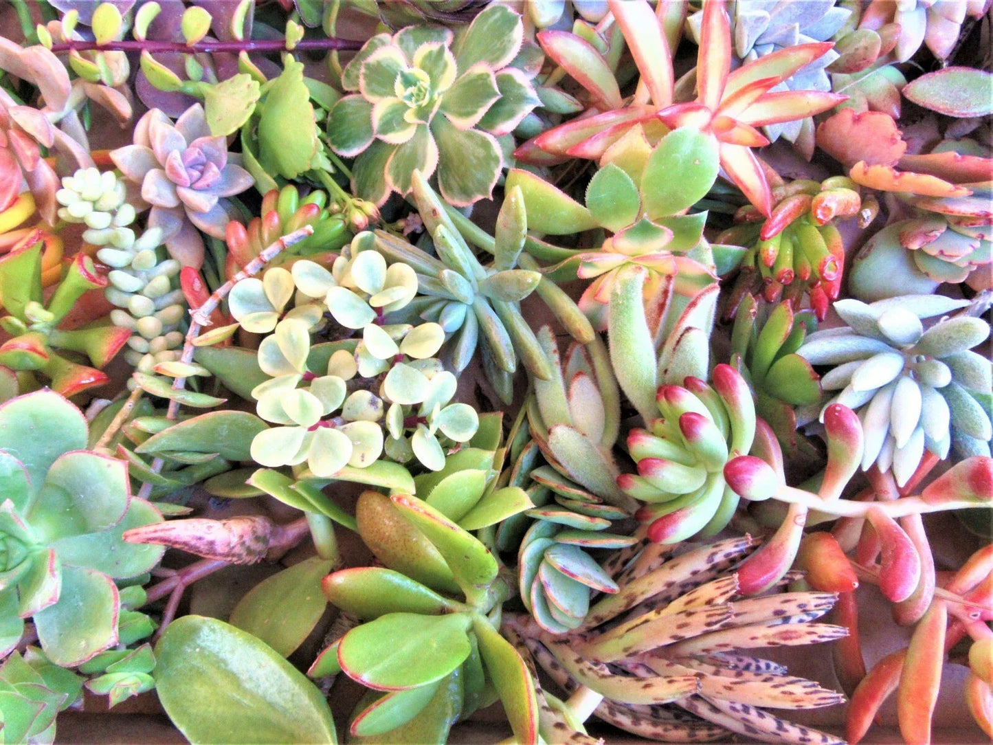 30 Fresh Succulent Cuttings Set – 30 Varieties, Assorted Succulents for Plant Decor & Crafts, 2-4 Inches