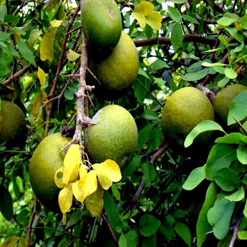 Bael Fruit Tree Seeds - 10 Pack Aegle marmelos Bengal Quince Exotic Fruit Tree for Home Garden and Orchard