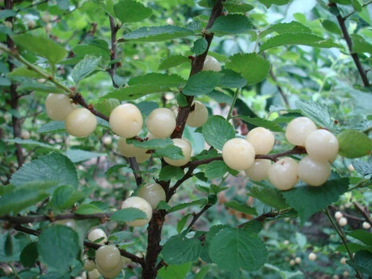 Nanking White Sweet Bush Cherry Plant – Dormant, Rooted Shrub for Zones 2-7, Non-Self-Pollinating, Ideal for Cooking & Juicing