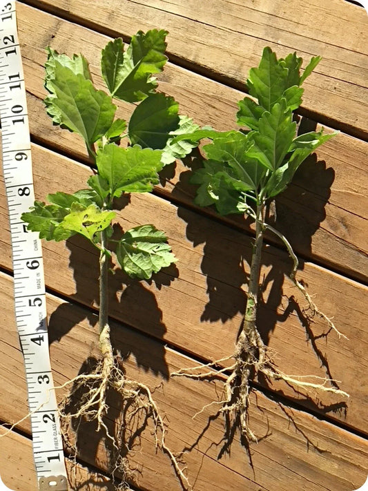Organic Live Rose of Sharon Hibiscus Plants – 2 Starter Bushes with Roots, Hibiscus syriacus, Deciduous Shrubs for Garden, Borders, Hedges