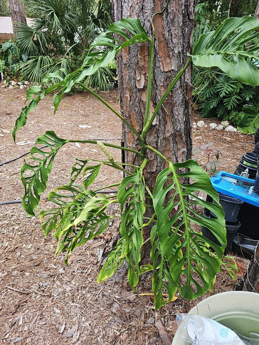 Monstera Adansonii Cuttings – 3 Node Unrooted Propagation Plant – Swiss Cheese Monstera Variety for Indoor Gardening