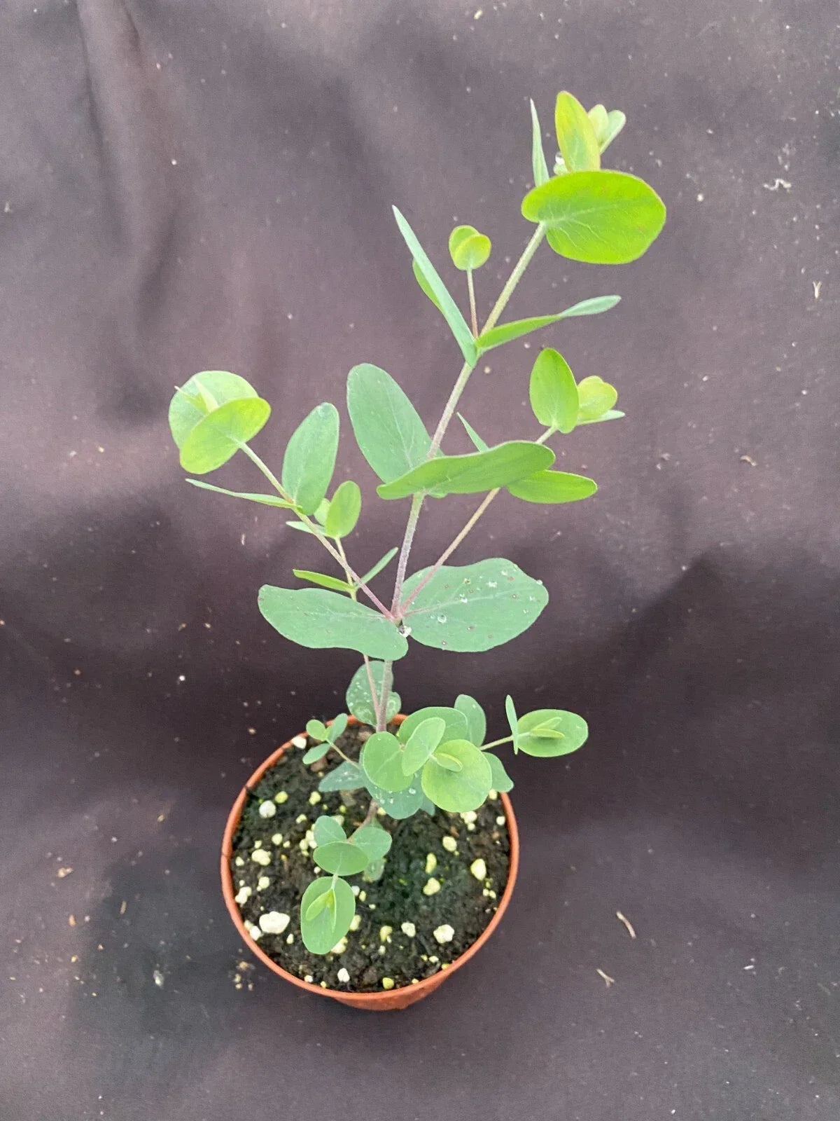 Silver Dollar Eucalyptus Plant, 3" Pot, Eucalyptus cinerea, Aromatic Foliage, Easy Care Houseplant for Home & Garden