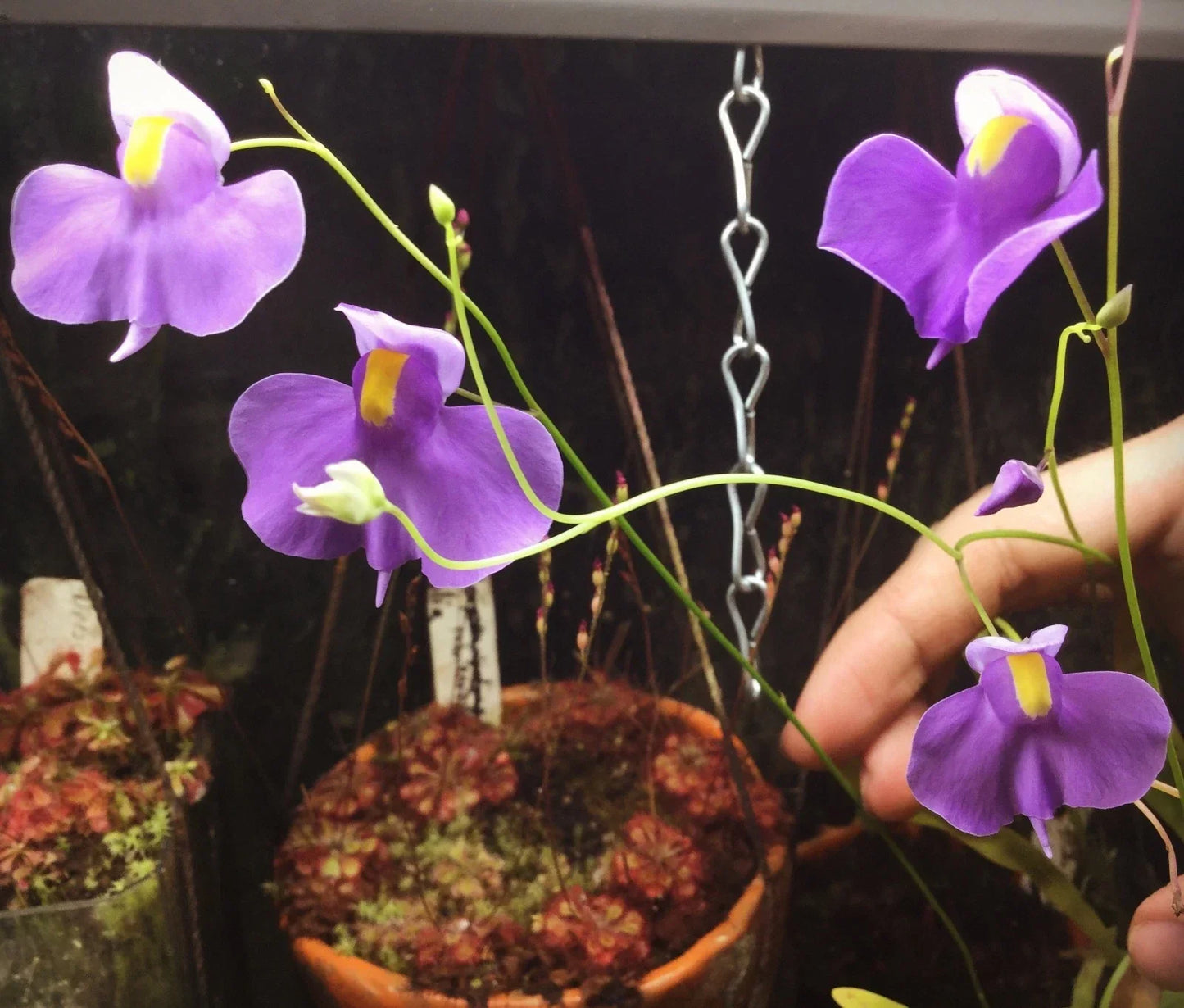 Utricularia longifolia Seeds, Tropical Carnivorous Bladderwort, Aquatic Plant Seeds, Floating Perennial, Flowering Aquarium Plant