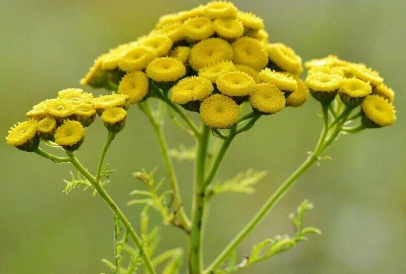 Tansy Plant - Medicinal Insect Repellent Herb - Tanacetum Vulgare - Bright Yellow Flowers, Aromatic Leaves, Easy to Grow