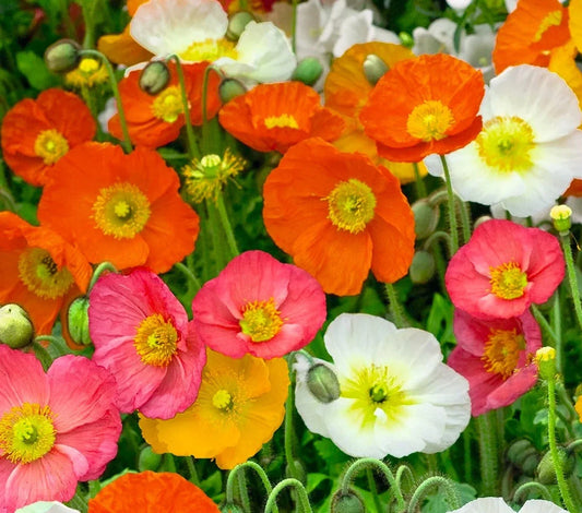 Iceland Poppy Seeds - 500+ Mixed Colors - Papaver nudicaule - Perennial Flower Seeds for Borders, Beds & Containers