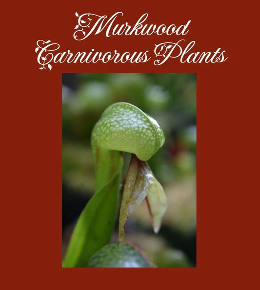 Live Cobra Lily Potted Plant - Darlingtonia californica - Carnivorous Pitcher Plant for Terrariums & Gardens
