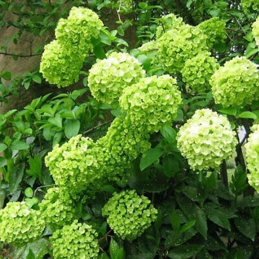Lime Light Hydrangea Seeds - Perennial Flower Seeds for Garden - Hydrangea paniculata 'Limelight'