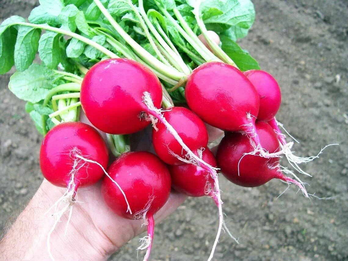 Cherry Belle Radish Seeds - 50+ Organic Heirloom Non-GMO Raphanus sativus for Salad, Garnish & Snacking