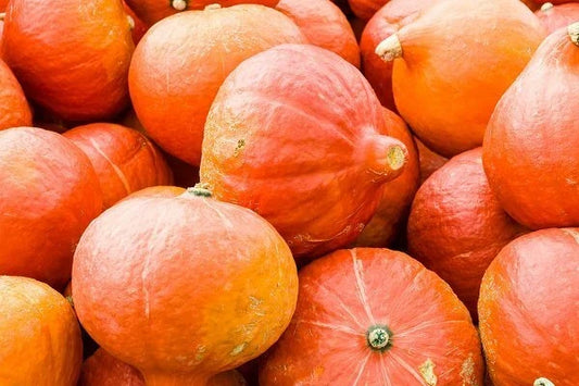 Orange Magic Winter Squash Seeds – Cucurbita pepo, Vining, Bright Orange Flesh, Organic, Full Sun, 20 Seeds