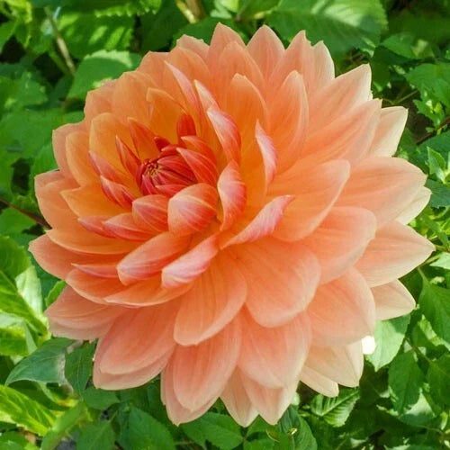 Rancho Dahlia Seeds | Perennial Flower Seeds | Vibrant Multi-Color Blooms | Dahlia pinnata