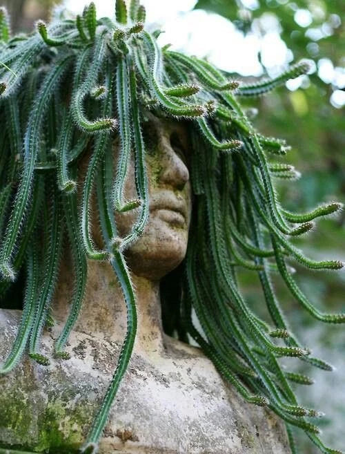 Medusa Dog Tail Cactus Cuttings - Serpentine Variety - Unique Succulent for Gardens - Epiphyllum anguliger