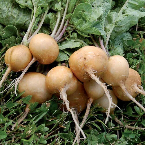 Golden Helios Radish Seeds - Non-GMO Heirloom Variety, Raphanus sativus, Multiple Sizes Available