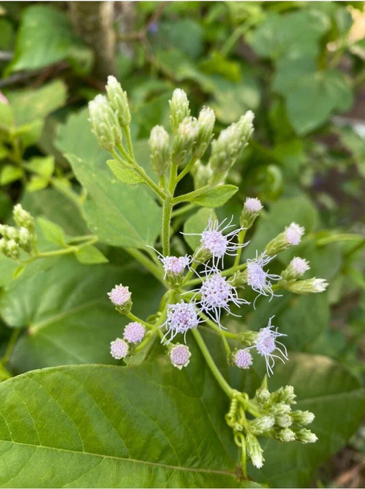Jack The Bush Cuttings - 15x5 Inch Chromolaena Odorata Butterfly Garden Plant Organic No Soil No Roots