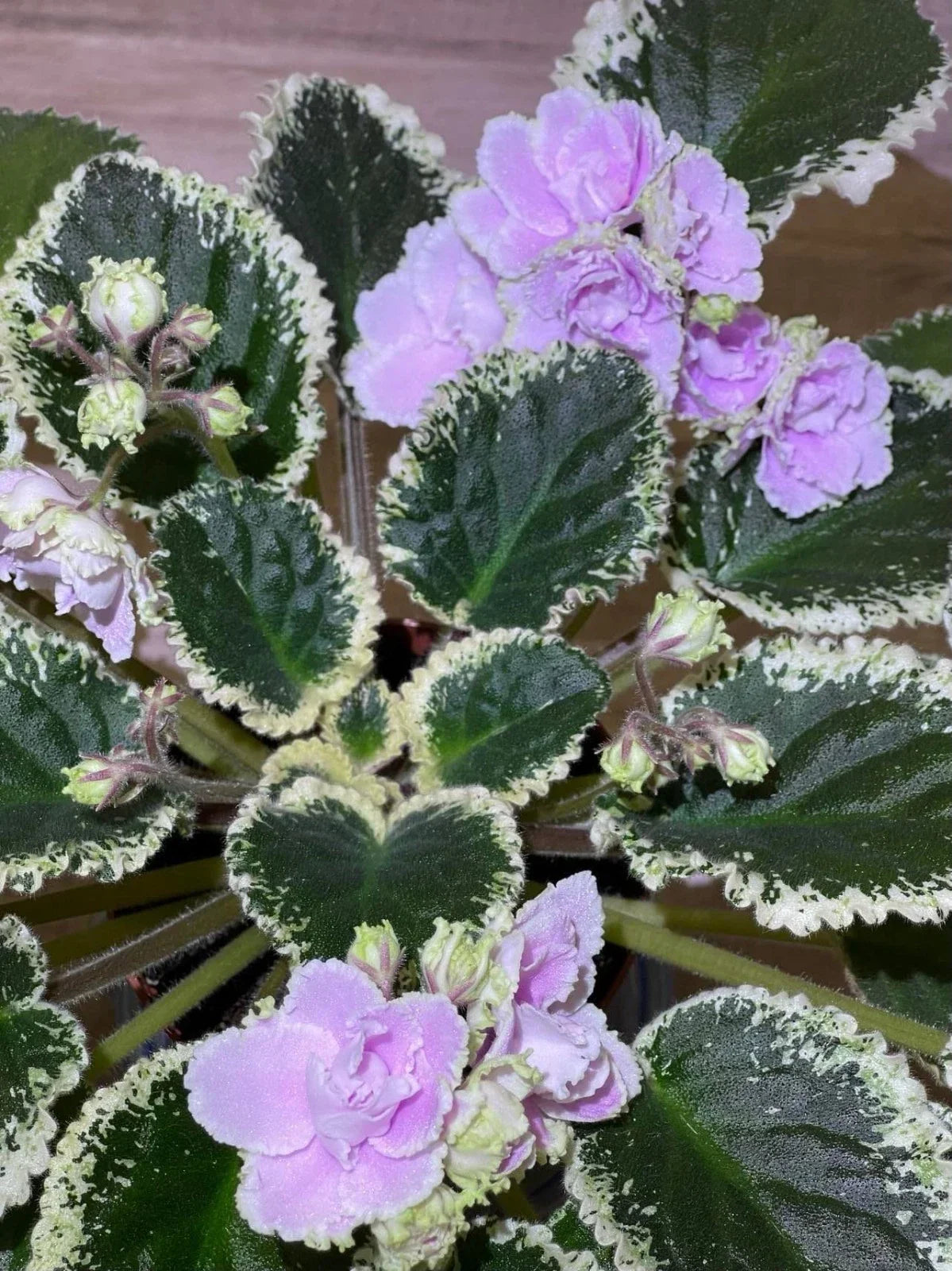African Violet Leaves 2 Pack Hunter's Slippery When Wet Saintpaulia ionantha Propagation Indoor Garden