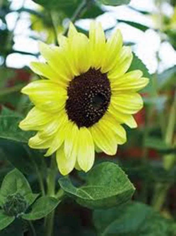 Sunflower Seeds - Lemon Queen Variety - Large Colorful Blooms - Helianthus annuus - 20+ Non-GMO Seeds for Garden, Floral Arrangements