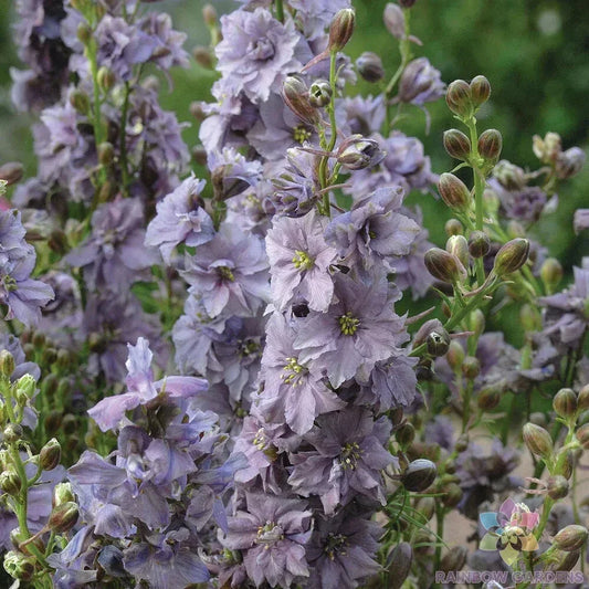 Misty Lavender Delphinium Seeds - 200+ Count, Perennial Garden Planting, Delphinium elatum, Tall Spires, Attracts Pollinators