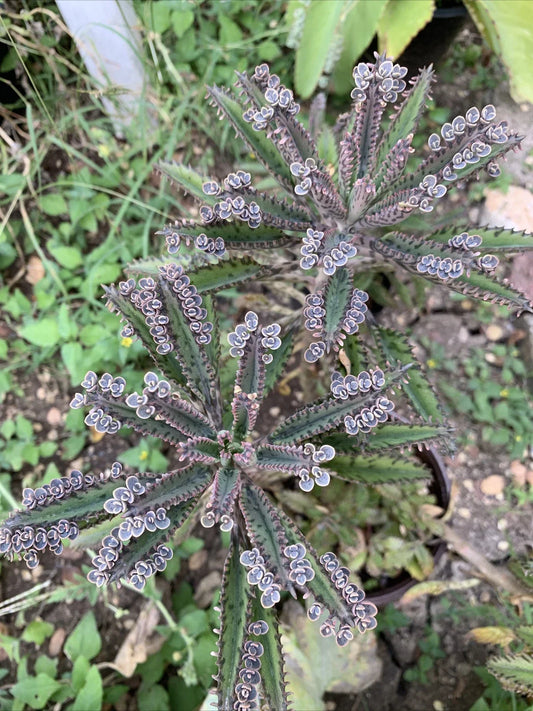 Mother of Millions Succulent Plant - Kalanchoe daigremontiana - 10+ Propagation Cuttings - Chandelier Plant for Indoor Garden and Collectors
