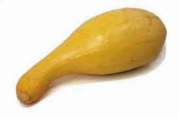 Golden Crookneck Squash Seeds – Heirloom Non-GMO Cucurbita pepo, 100 Seeds for Home Garden, Bright Yellow, Bush-Type, Full Sun