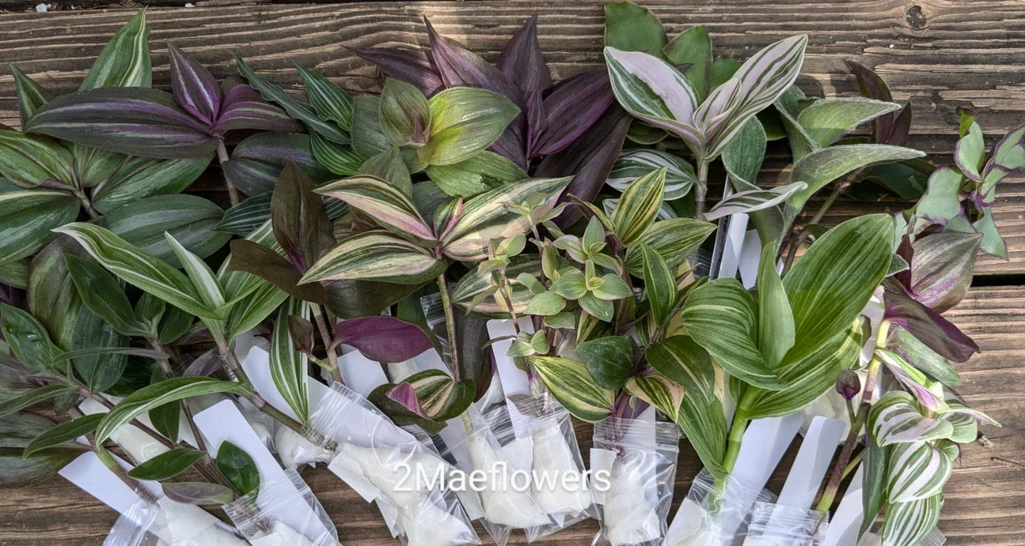 Tradescantia Cuttings - 20 Vibrant Color Mystery Propagation Plants - Easy Houseplants for Indoor Gardening
