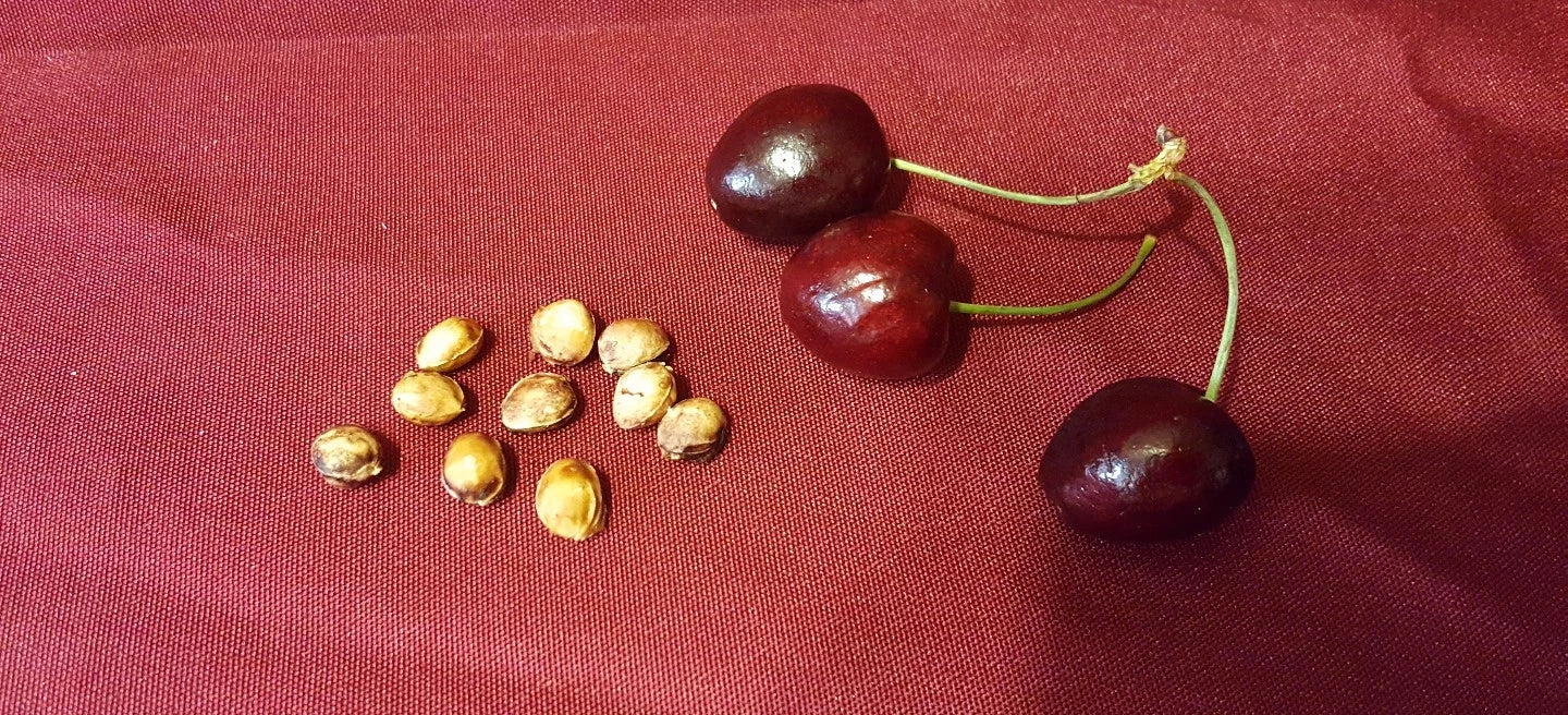 Cherry Fruit Tree Seeds 37 Count Prunus avium Organic Sweet Cherry Variety for Garden, Orchard, Home Growing