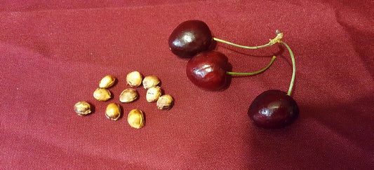 Cherry Fruit Tree Seeds 37 Count Prunus avium Organic Sweet Cherry Variety for Garden, Orchard, Home Growing