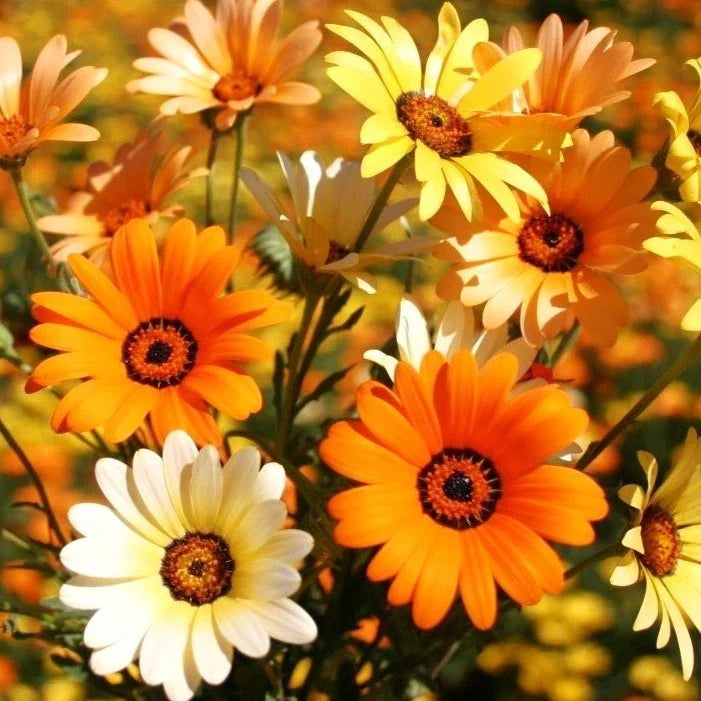 African Mix Daisy Seeds - Cape Marigold Variety for Garden, Border, or Container Planting - Arctotis spp.