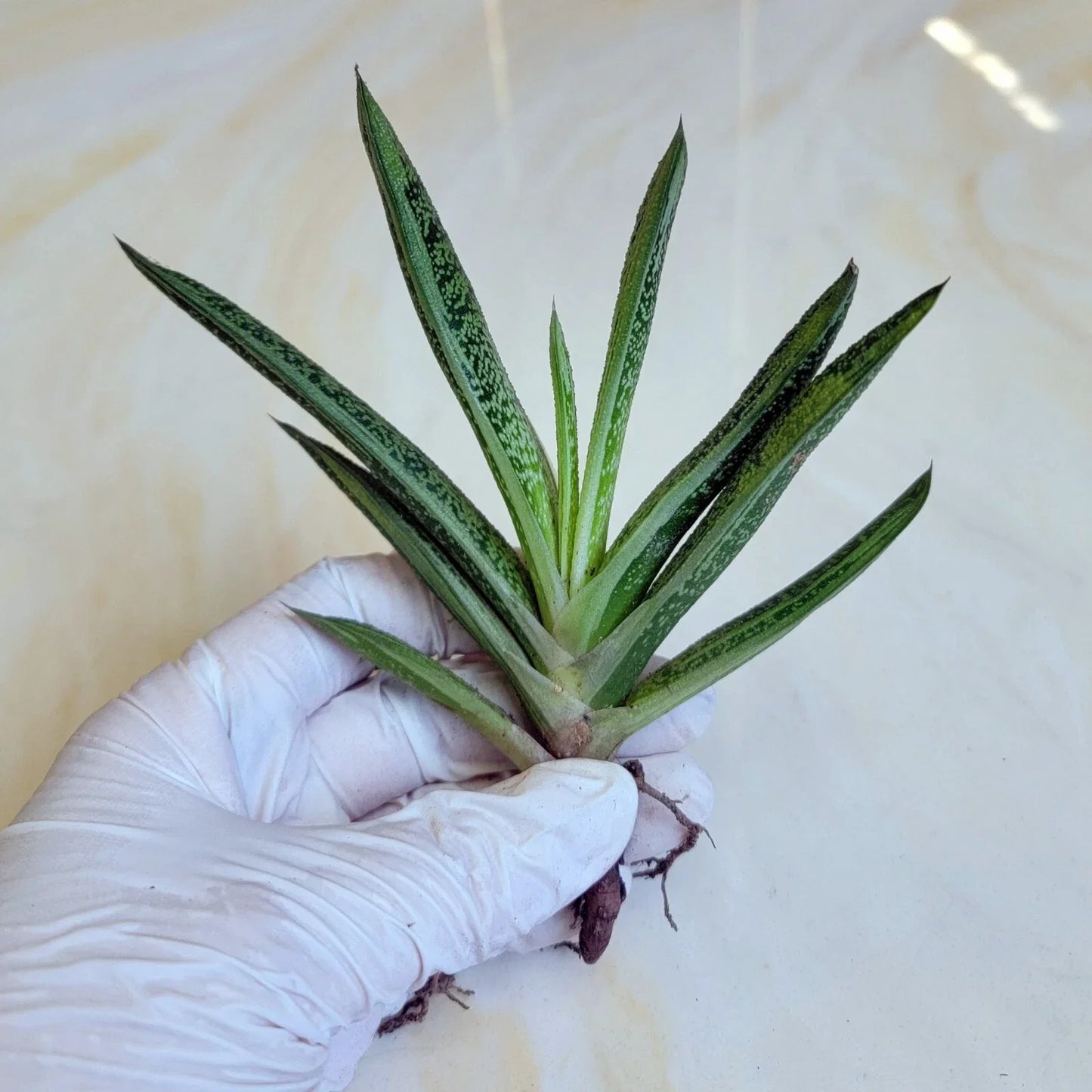 Gasteria 'Little Warty' Succulent Live Plant - 5" Indoor Decorative Greenery, Drought-Tolerant, Low Maintenance, South Africa