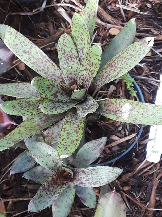Neoregelia SMALL FRY Bromeliad Plant – Mini Tropical Indoor Houseplant, Air Purifier, Low Maintenance, Rosette-Shaped, Vibrant Foliage