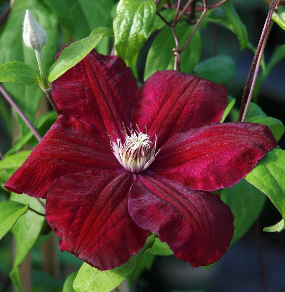 25 Clematis Seeds Rouge Climbing Perennial Flower Clematis 'Rouge' for Vertical Gardens & Landscape