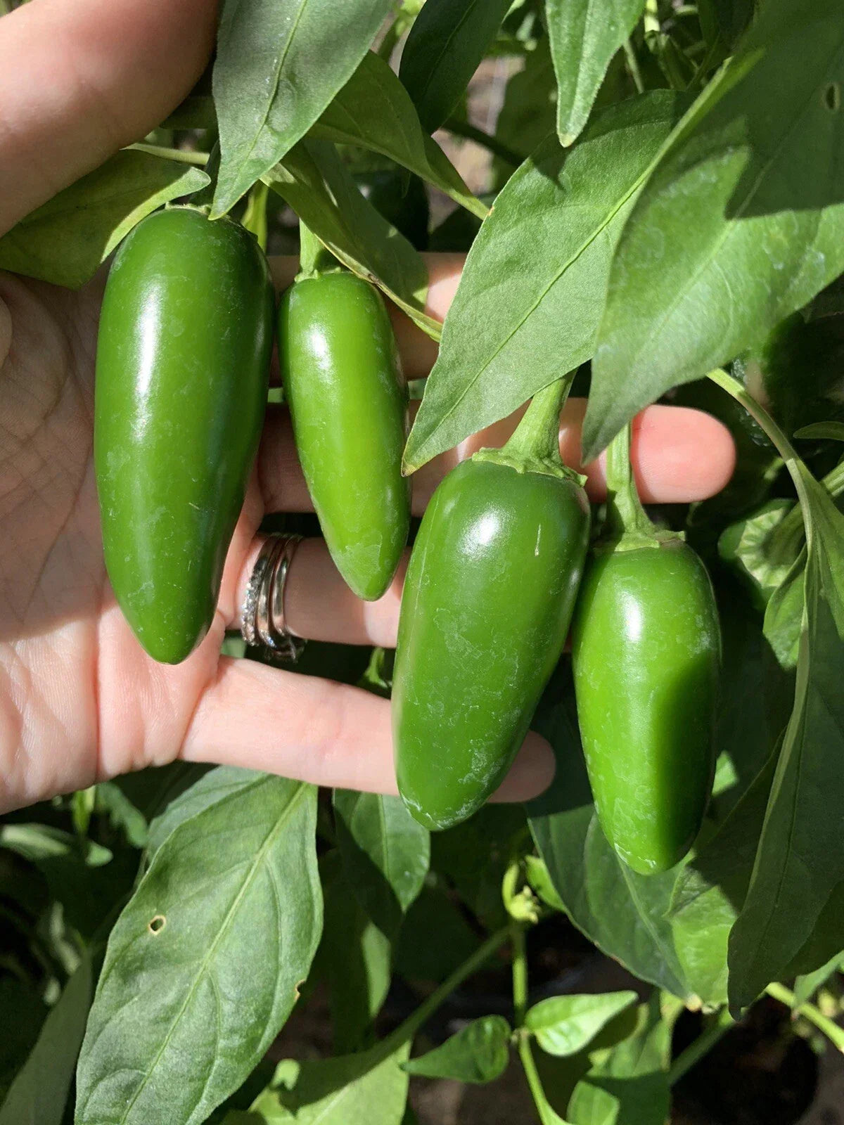 Texas Jalapeno Pepper Seeds – Organic Capsicum annuum Vegetable Seeds for Home Garden, Spicy Green Peppers, Pack of 100