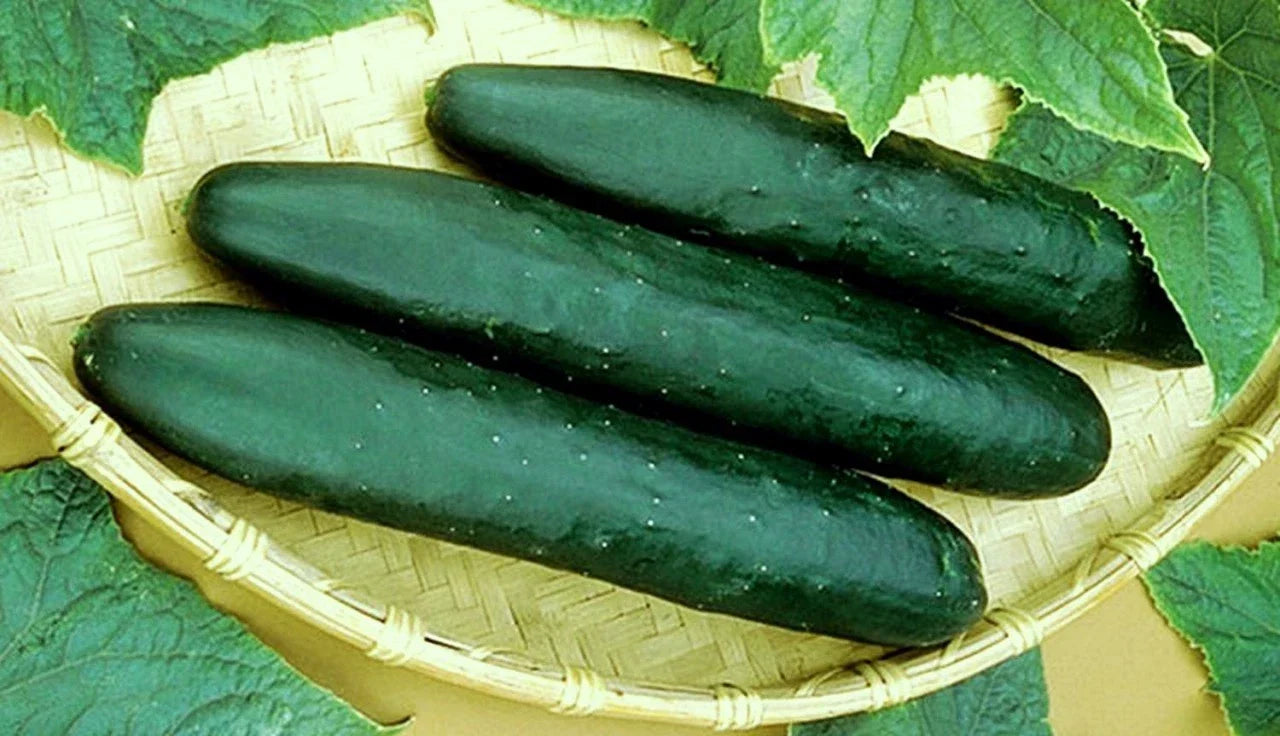 Straight Eight Cucumber Seeds - 20 Count, Vining, Cucumis sativus, Crisp 8-Inch Cucumbers for Salads & Snacks