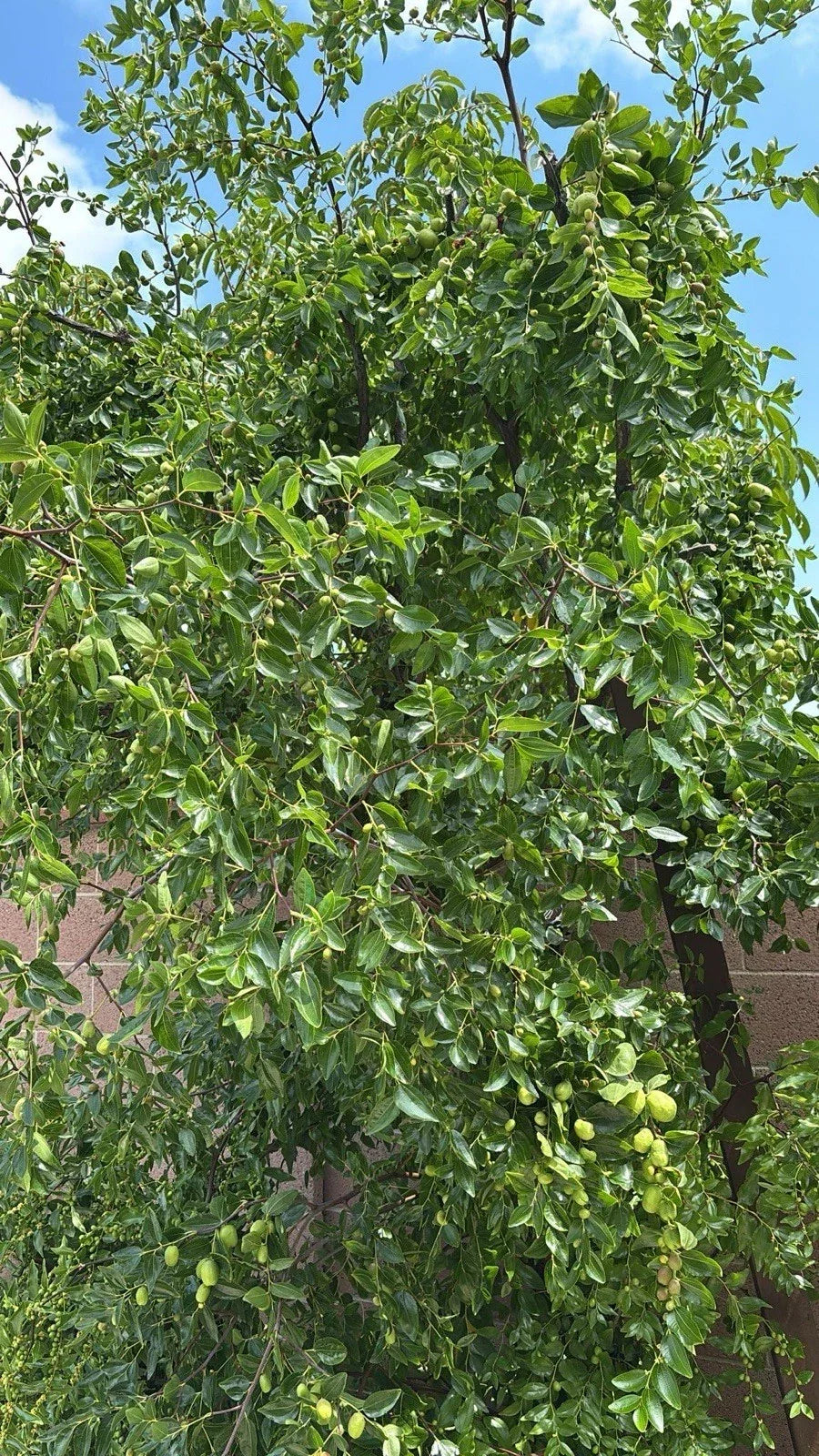 Jujube Tree Cuttings 5pcs Organic Ziziphus jujuba Propagation Supplies for Orchard and Garden