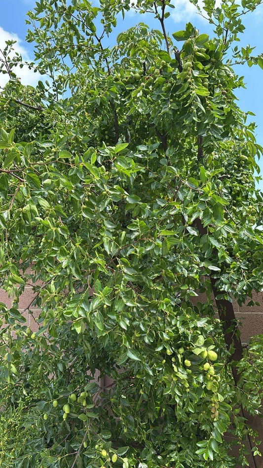 Jujube Tree Cuttings 5pcs Organic Ziziphus jujuba Propagation Supplies for Orchard and Garden