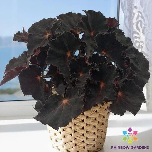 Cherry Sparkle Begonia Seeds - 25+ Pink and Red Flowering Annuals for Garden and Indoor Planting - Begonia x tuberhybrida