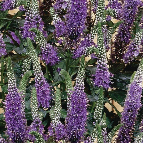 Purple Veronica Seeds - Perennial Speedwell Veronica spicata for Borders & Gardens - 100 Seeds