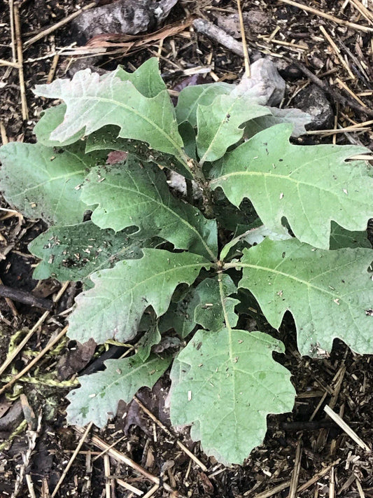 Live Oak Saplings 4 Pack – Quercus virginiana Native Trees for Landscaping, Reforestation, Shade, and Ecological Benefits