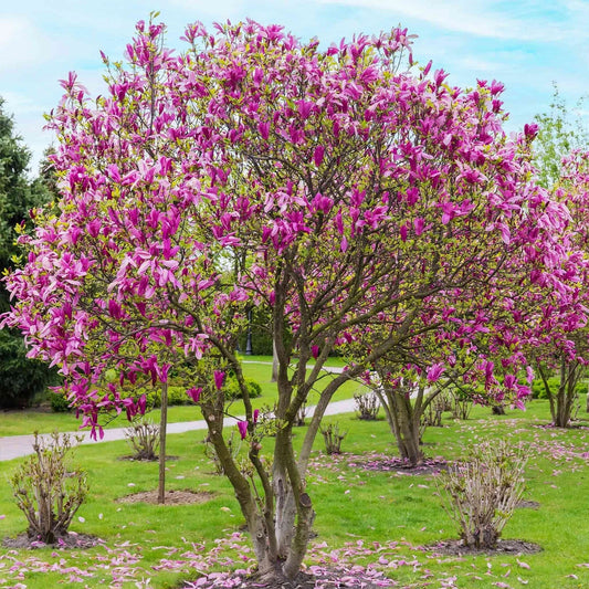 Jane Magnolia Tree 3 Gallon Pink Blooms Magnolia x Jane Ornamental Tree for Garden Landscape