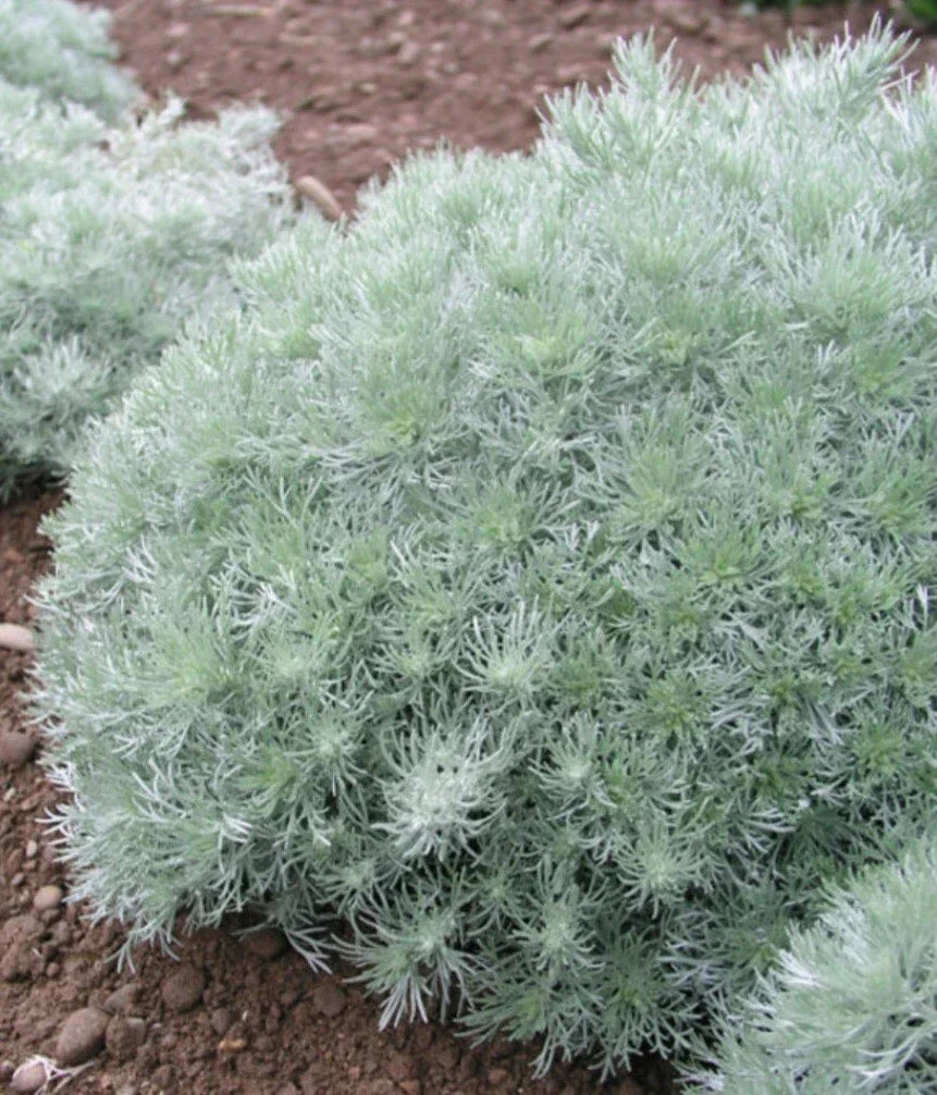 Artemisia Silver Mound Plant - Perennial Ground Cover with Silver Foliage, Artemisia schmidtiana, Compact, Drought-Tolerant, Full Sun
