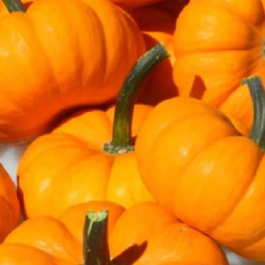 Jack Be Little Pumpkin Seeds | Non-GMO Heirloom Cucurbita pepo Miniature Pumpkins for Fall Decor & Harvest