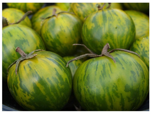 Green Zebra Tomato Seeds - Heirloom, Striped Green & Yellow, Bulk Pack of 25-1000 Seeds, Solanum lycopersicum