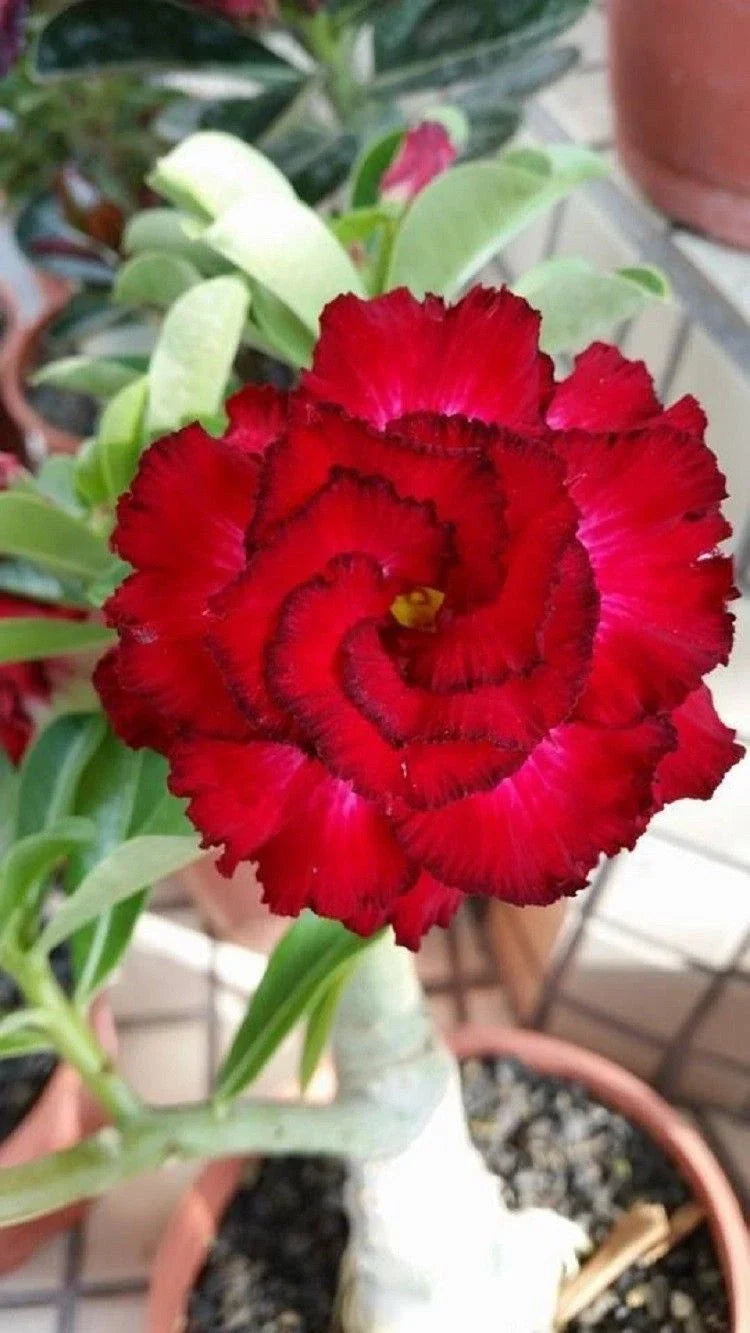 Desert Rose Seeds 4 Red Black Tips Adenium Obesum Perennial Flower for Garden & Indoor Cultivation