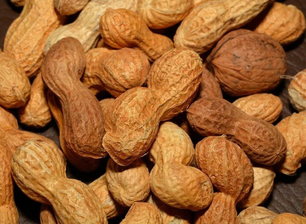 Georgia Peanut Seeds - Pack of 30+ Arachis hypogaea Heirloom Variety for Gardening and Planting