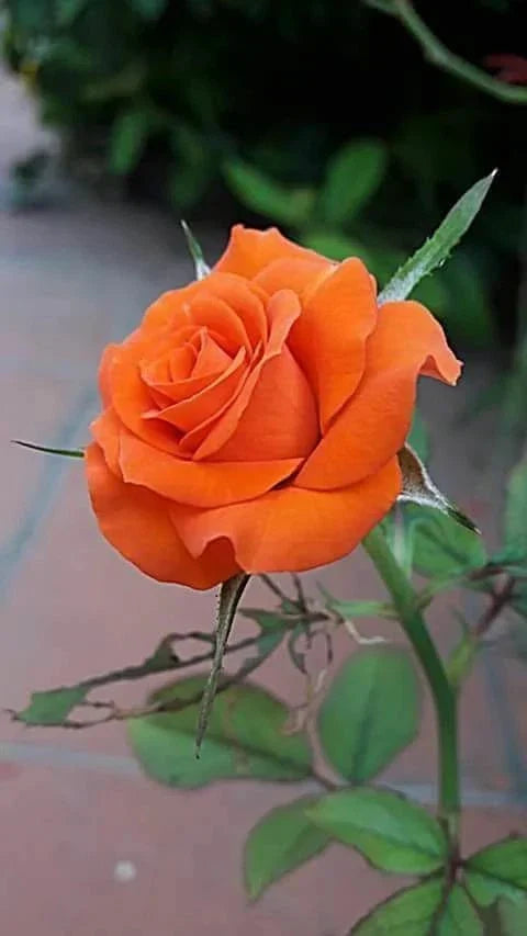 Orange Rose Seeds - Perennial Bush Shrub for Garden, Rosa spp., Vibrant Orange Blooms, Easy to Grow, Full Sun, Zone 5-9