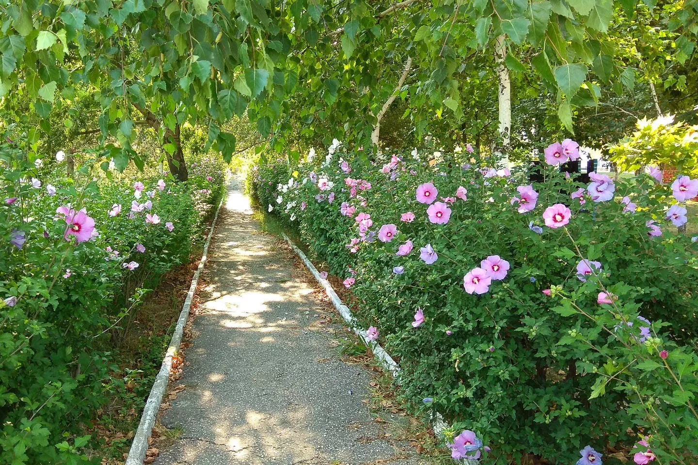 Rose of Sharon Cuttings 16 Rooting Stem Hibiscus Syriacus Flowering Bush Hedge for Garden, Landscape, Privacy Screen