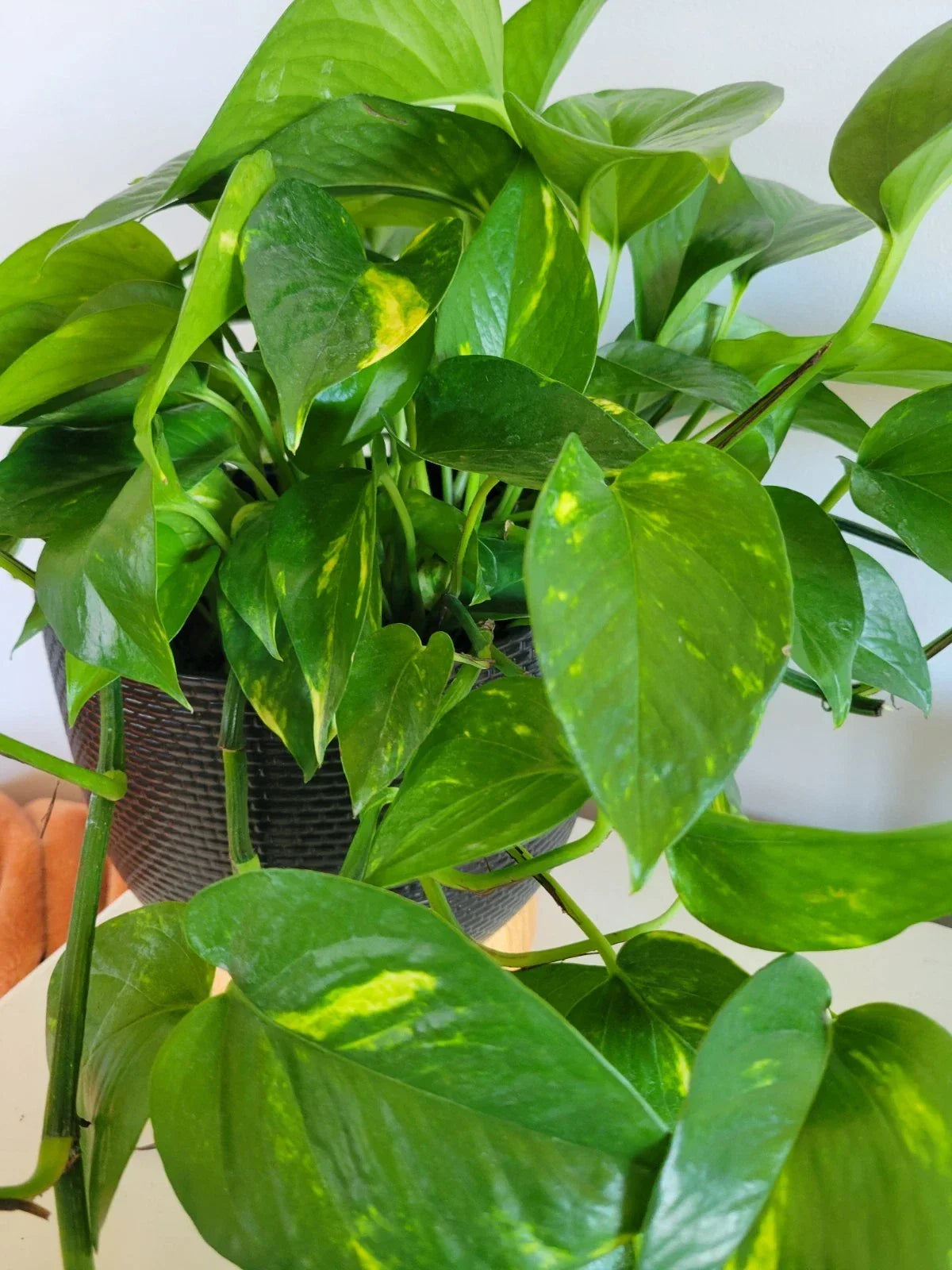 Pothos Cuttings - 3 Fresh Unrooted Hawaiian Epipremnum aureum Trailing Foliage for Indoor Plants